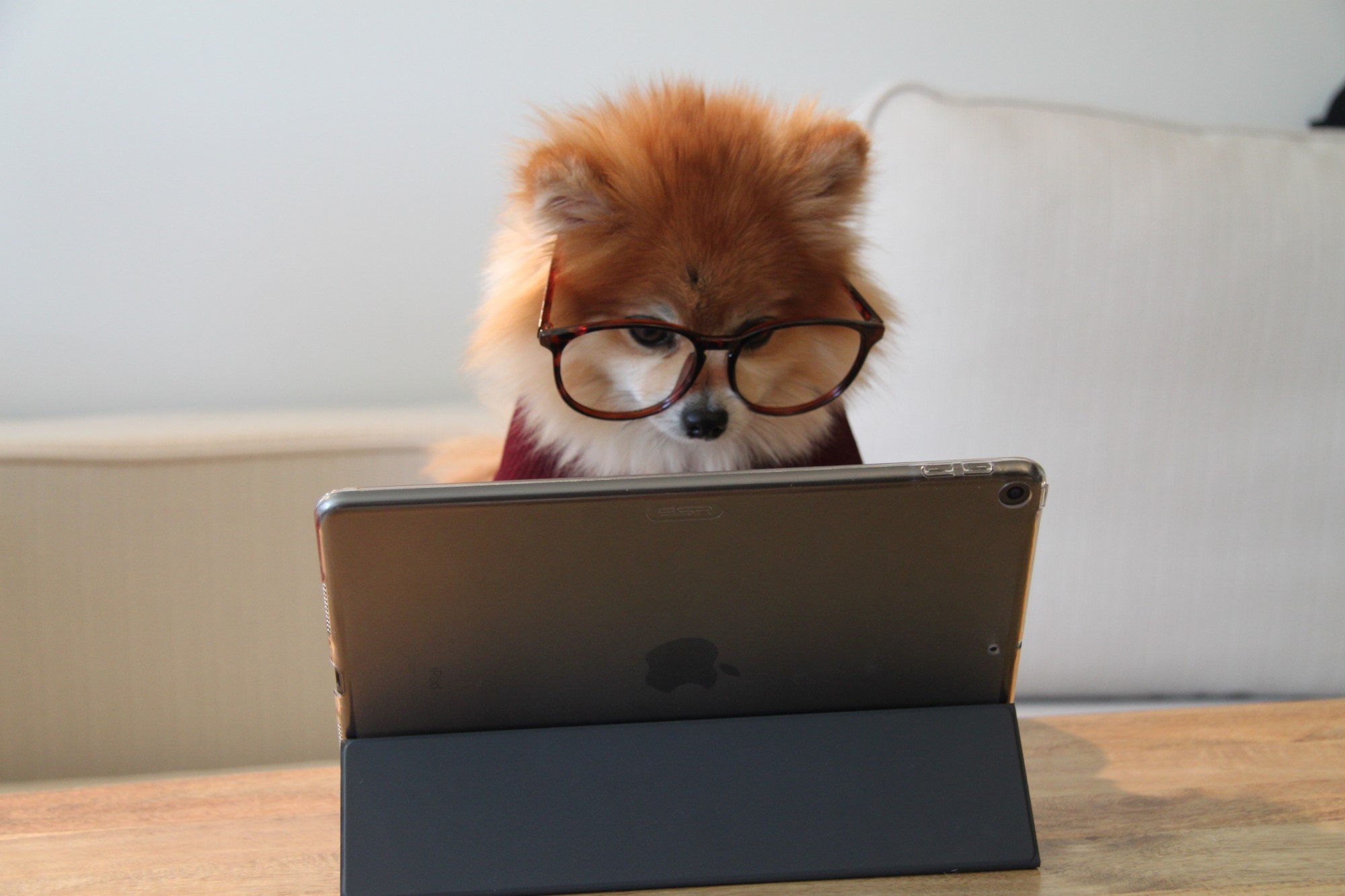 dog with glasses reading computer Photo by Cookie the Pom on Unsplash