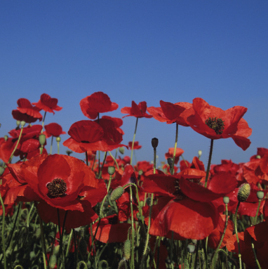 Remembrance Poppy Fields CTA